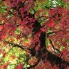 Herbst Herbst