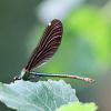 Libelle