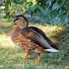 Ente