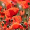 Mohn