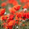 Mohn