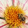 Hummel