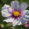 Cosmea