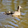 Enten