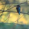 Eisvogel