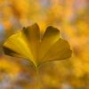 Ginkgo