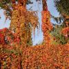 Herbstfarben