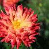 Dahlie