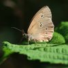 Schmetterling