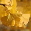 Ginkgo