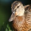 Ente
