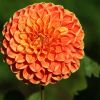 Dahlie
