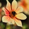 Hummel