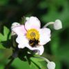 Hummel