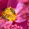 Bienen Bienen