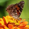 Schmetterling