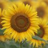 Sonnenblume