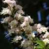 Kastanienblüten