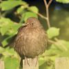 Amsel