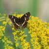 Schmetterling