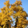 Ginkgo