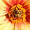 Hummel