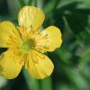 Butterblume