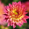 Dahlie