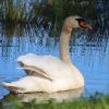 Schwan