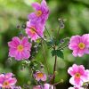 Blüten