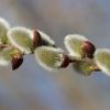 Weidenkätzchen