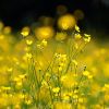 Butterblumen