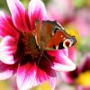 Schmetterling