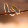 Weidenkätzchen