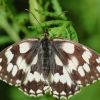 Schmetterling