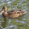 Ente