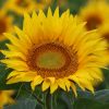 Sonnenblume