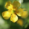 Butterblume