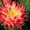 Dahlie