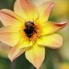 Hummel