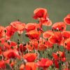 Mohn