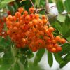 Beeren