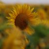Sonnenblume