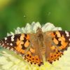 Schmetterling