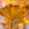 Ginkgo
