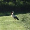 Storch