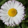Gänseblümchen