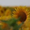 Sonnenblume