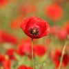 Mohn