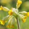 Schlüsselblume